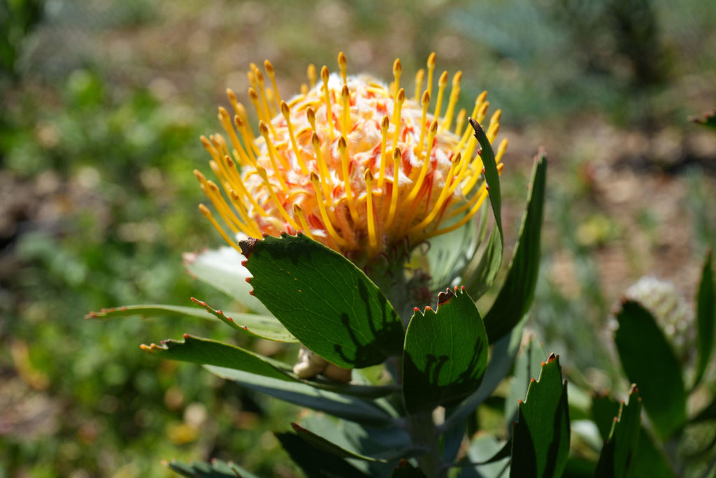 Leucospermum Veldfire flower with vibrant orange-yellow pincushion bloom outdoors