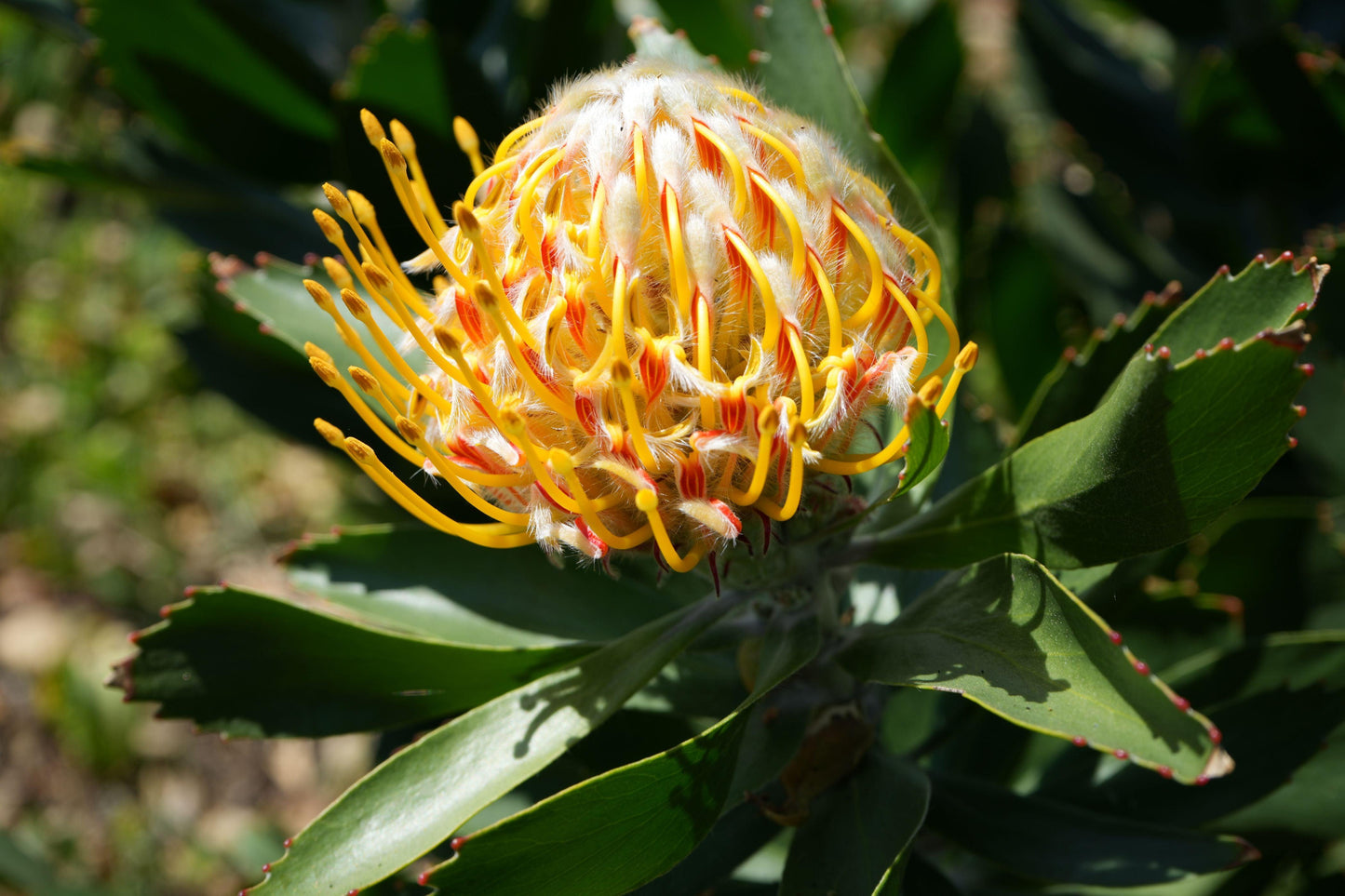 Leucospermum 'Veldfire': Yellow Red Fiery Blooms - Bonte Farm