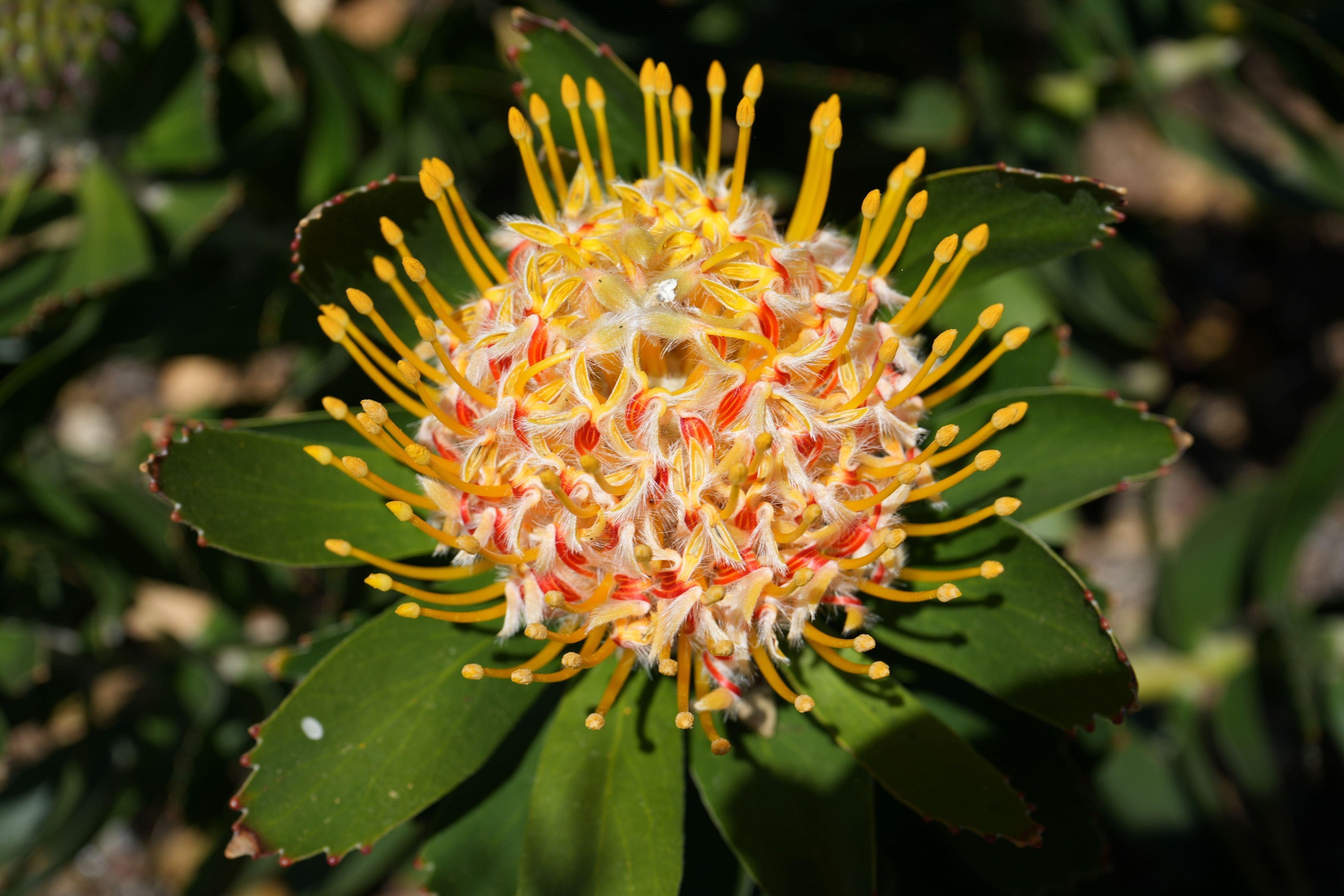 Leucospermum Veldfire bloom with vibrant yellow-orange pincushion petals and green foliage