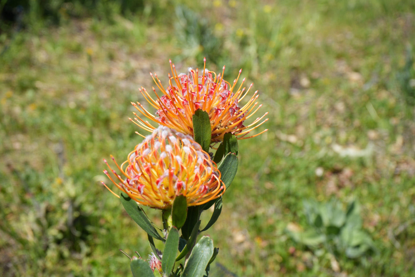 Leucospermum 'Veldfire': Yellow Red Fiery Blooms - Bonte Farm