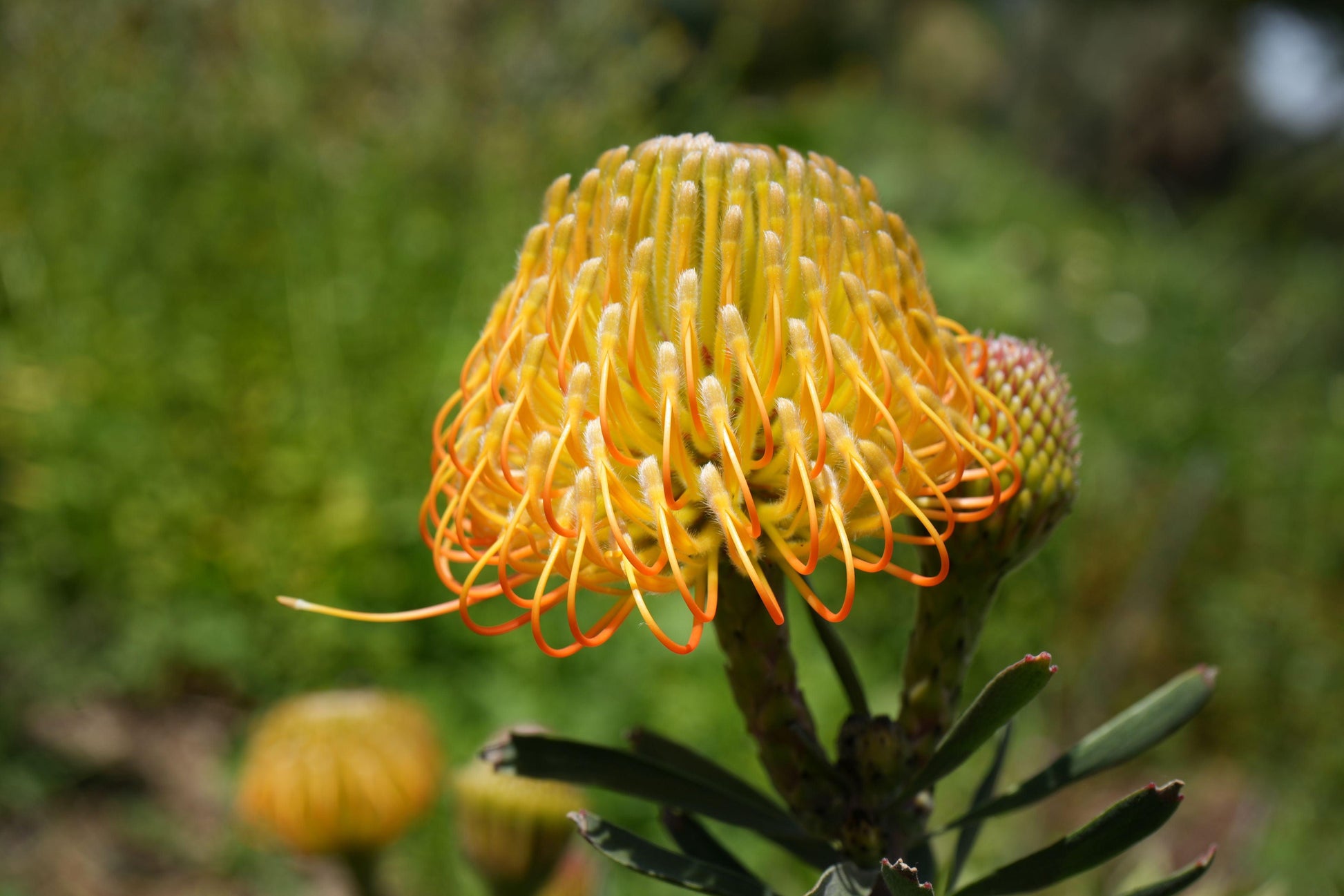 Leucospermum Brandi de la Cruz: A Fiery Fusion of Color - Bonte Farm