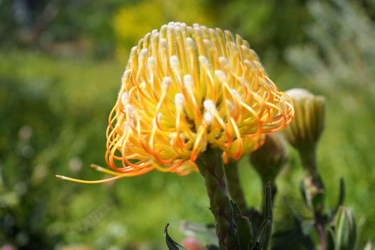 Leucospermum Brandi de la Cruz: A Fiery Fusion of Color - Bonte Farm
