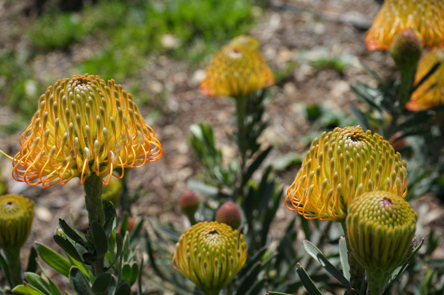 Leucospermum Brandi de la Cruz: A Fiery Fusion of Color - Bonte Farm