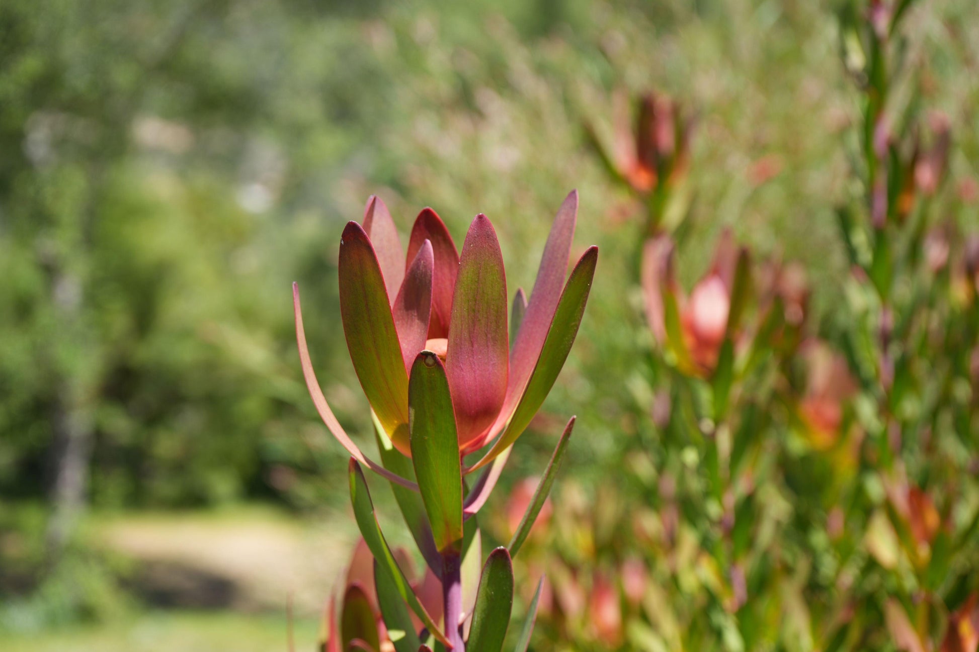 Leucadendron 'Safari Sunset': A Sunset in Your Garden - Bonte Farm