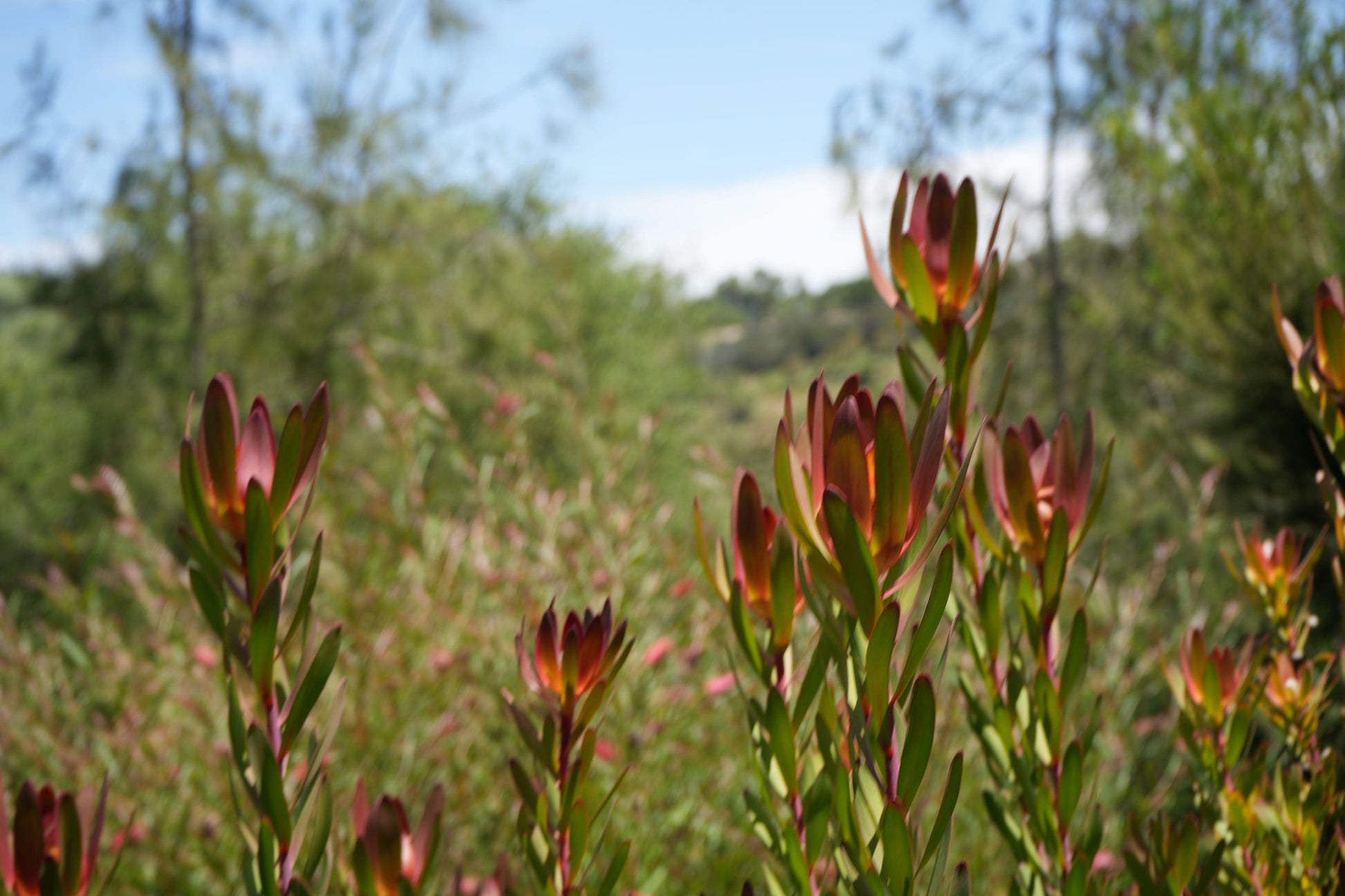 Leucadendron 'Safari Sunset': A Sunset in Your Garden - Bonte Farm