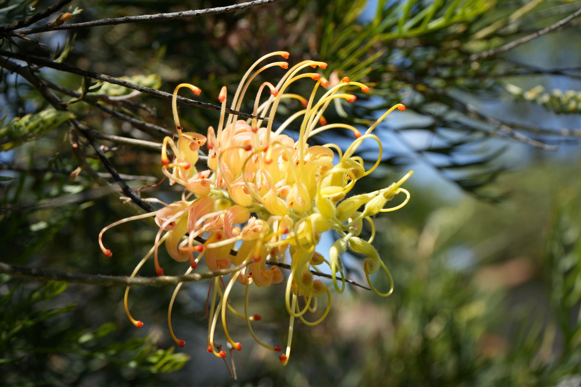 Grevillea Peaches 'n Cream: A Delicate Delight of Pink Cream Blooms - Bonte Farm