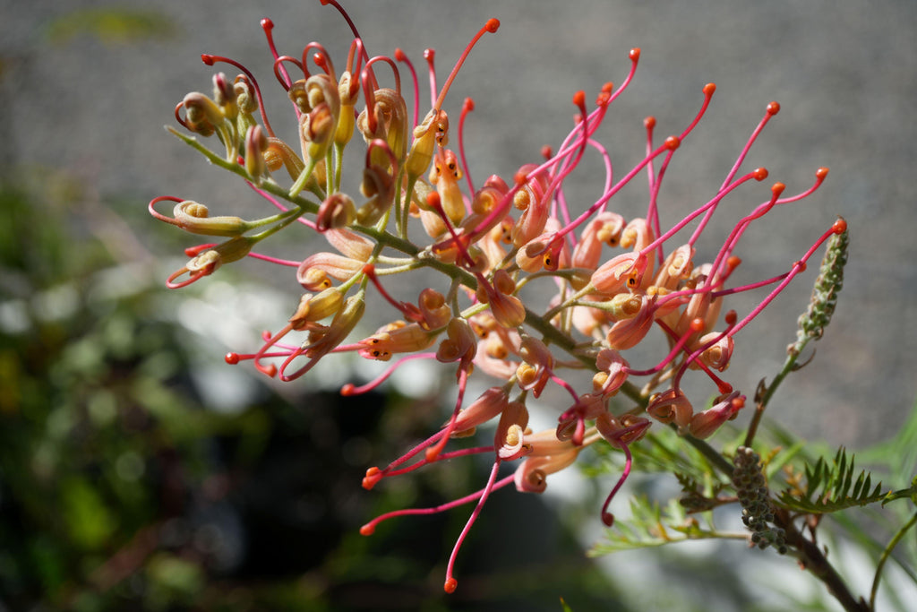 Close-up of Grevillea flower with pink and yellow curled petals outdoors