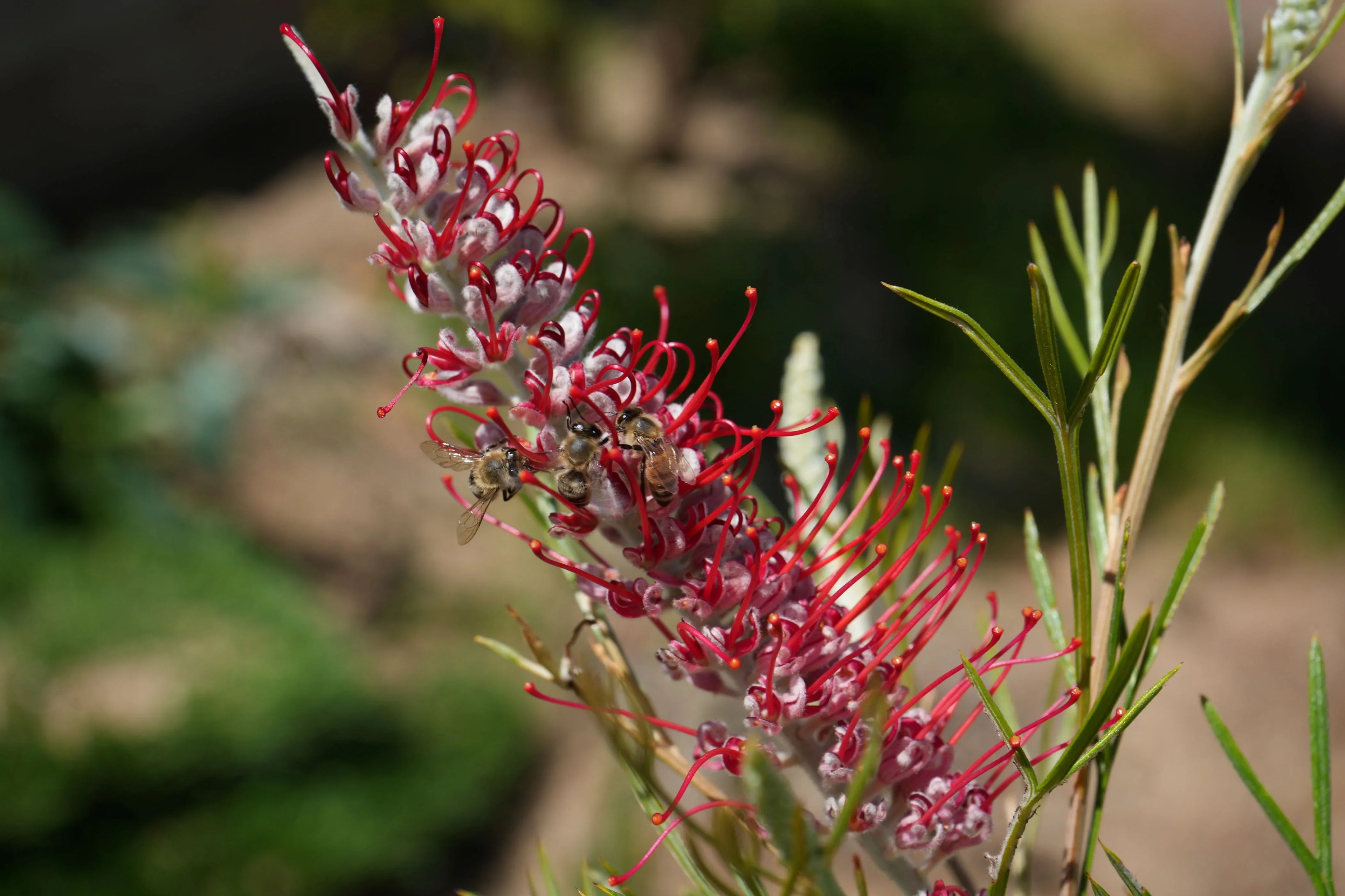 Close-up of Grevillea Kings Celebration flower with red and pink blooms and bees collecting nectar