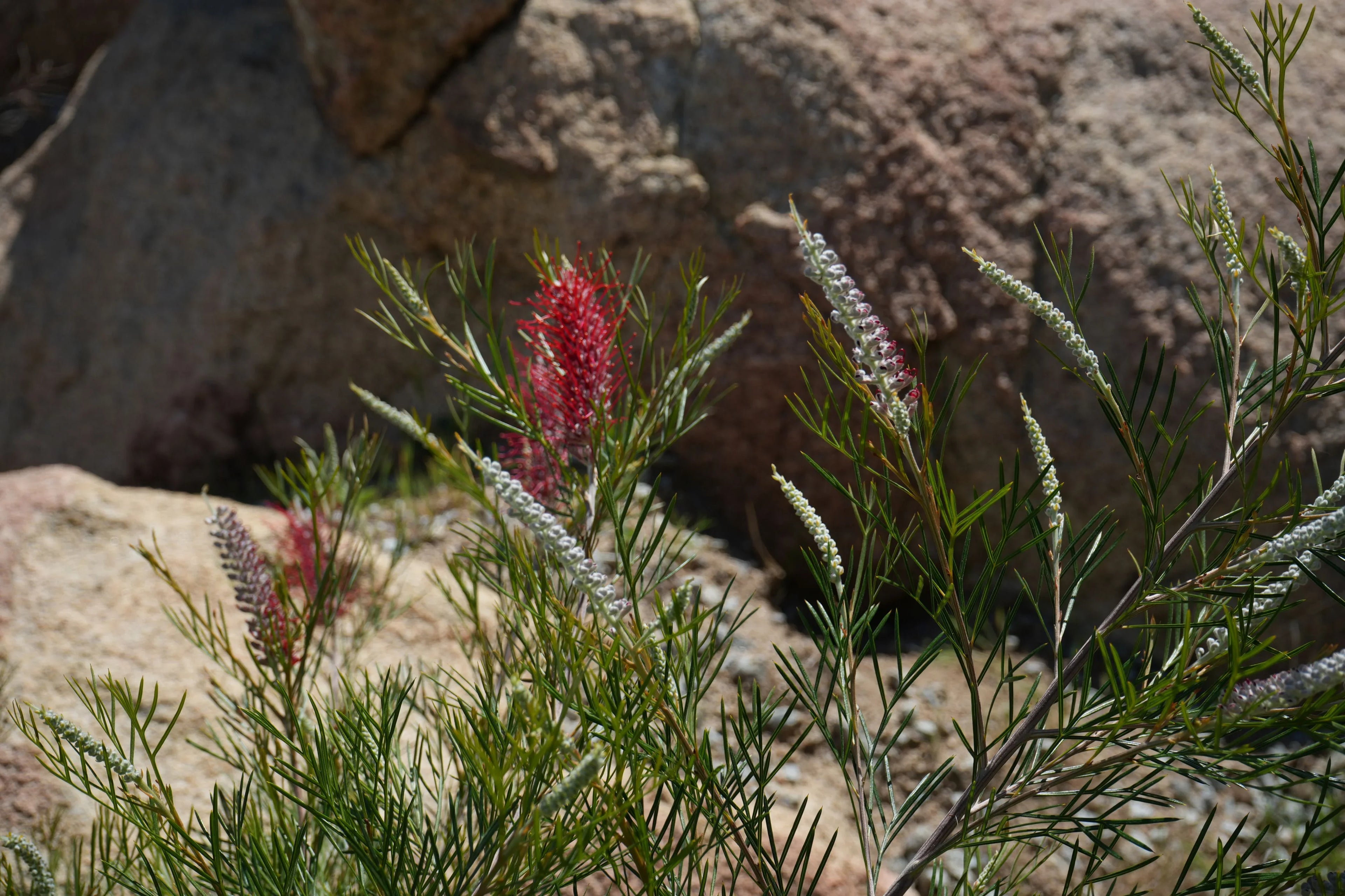 Grevillea Spirit of Anzac plant with red and white flowers and narrow green leaves growing among rocks