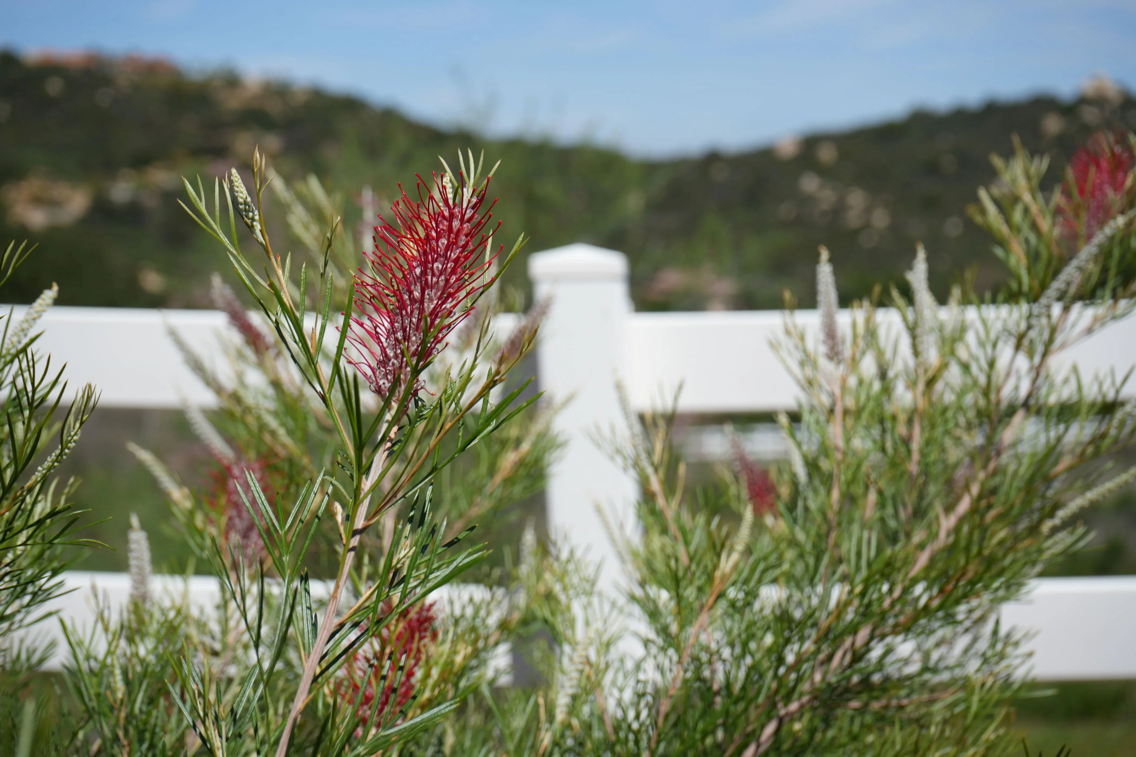Grevillea King's Celebration plant with red flowers and needle-like leaves in front of a white fence outdoors