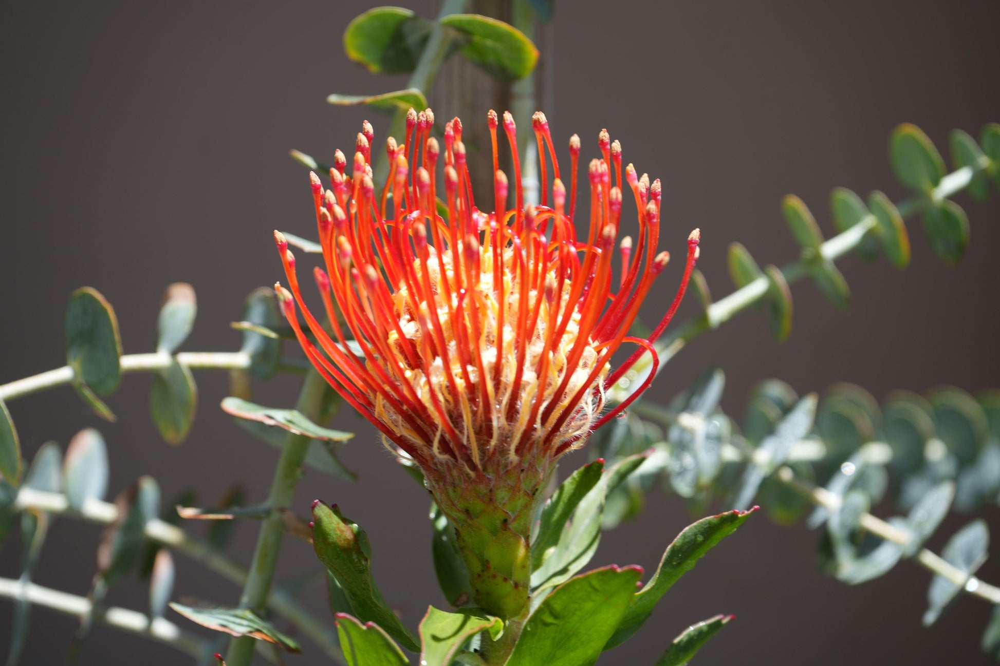 Close-up of vibrant orange-red Leucospermum flower with green leaves and soft-focus foliage background