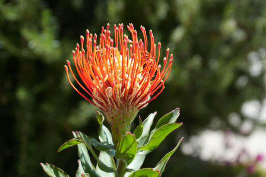 Close-up of orange Leucospermum Jodie Jewel pincushion flower with green leaves and blurred natural background