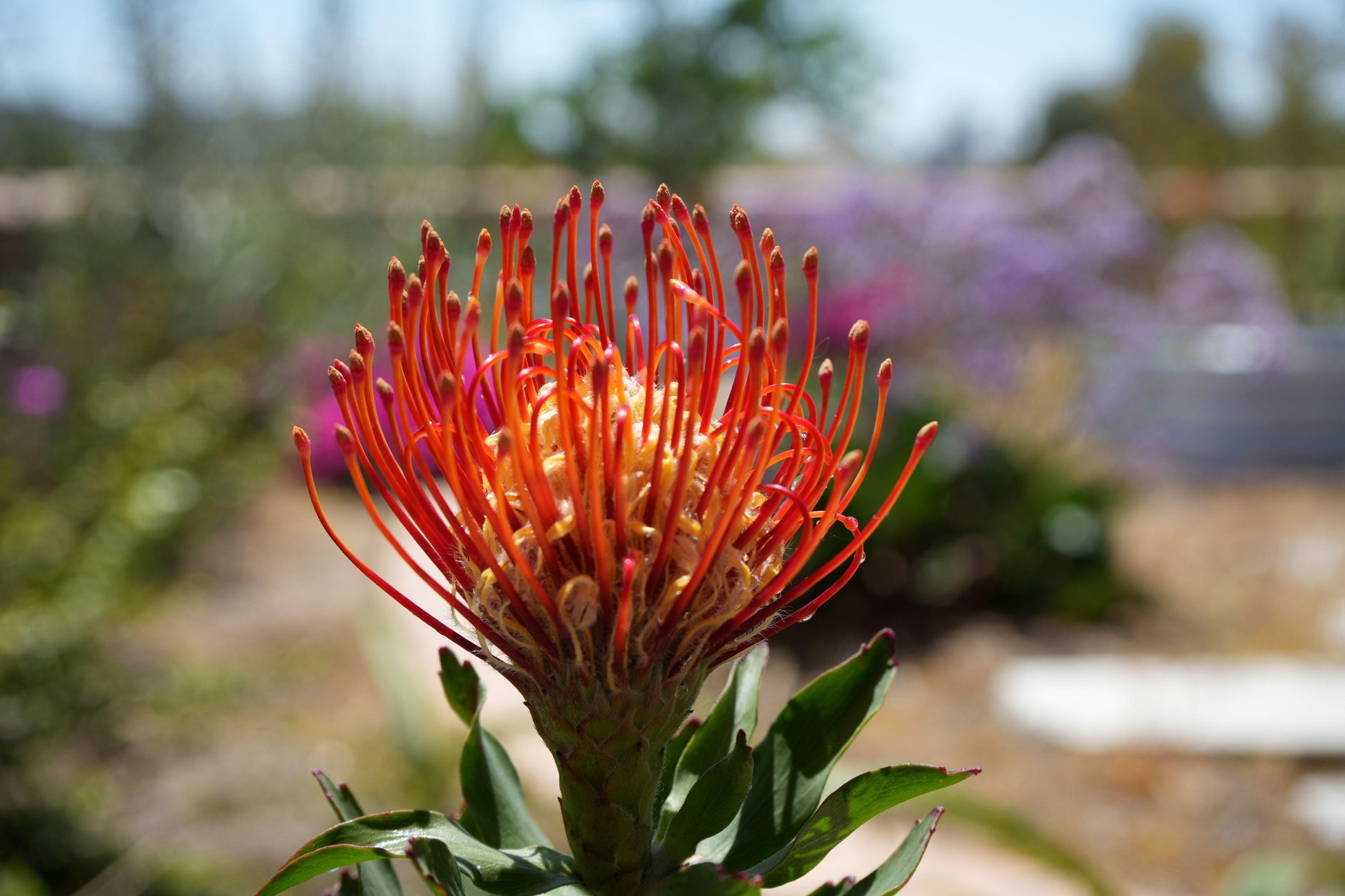 Close-up of a vibrant orange and red Leucospermum flower with green leaves in a garden setting