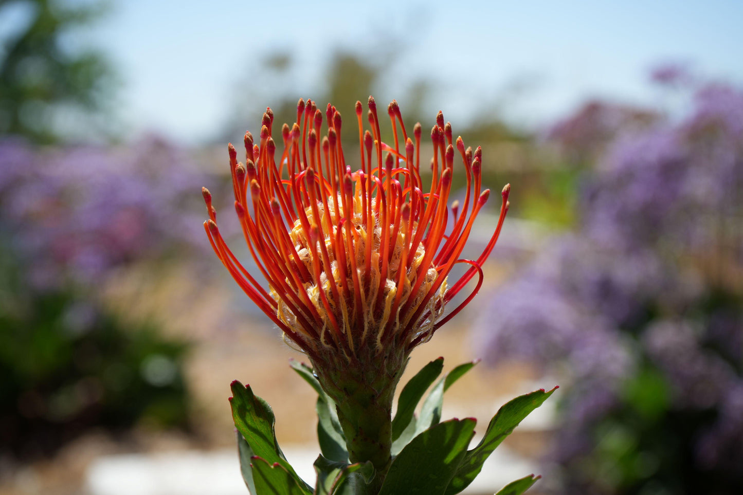 Close-up of vibrant orange Leucospermum Jodie Jewel flower with green leaves and purple blurred background