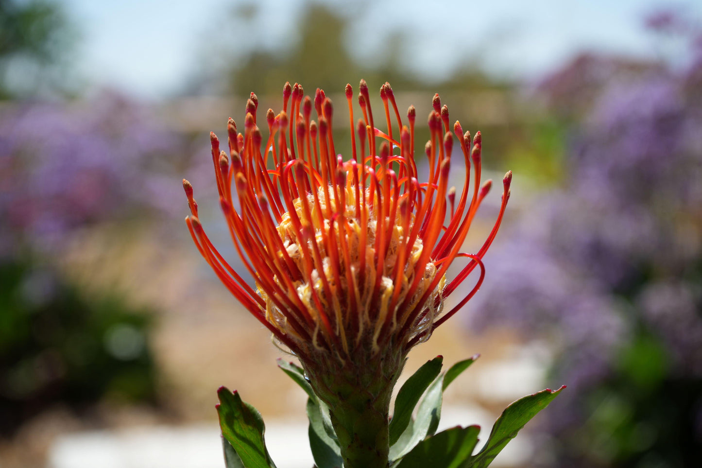 Close-up of vibrant red Leucospermum Jodie Jewel flower with blurred natural garden background