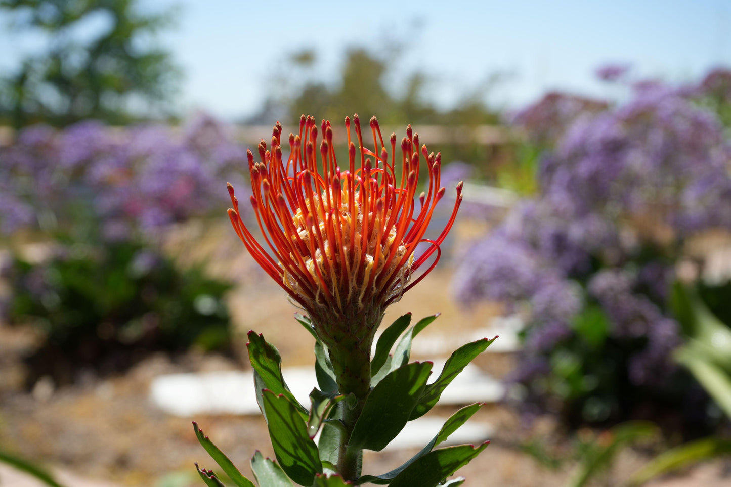 Close-up of vibrant red-orange Leucospermum 'Jodie Jewel' flower with green leaves in sunny garden
