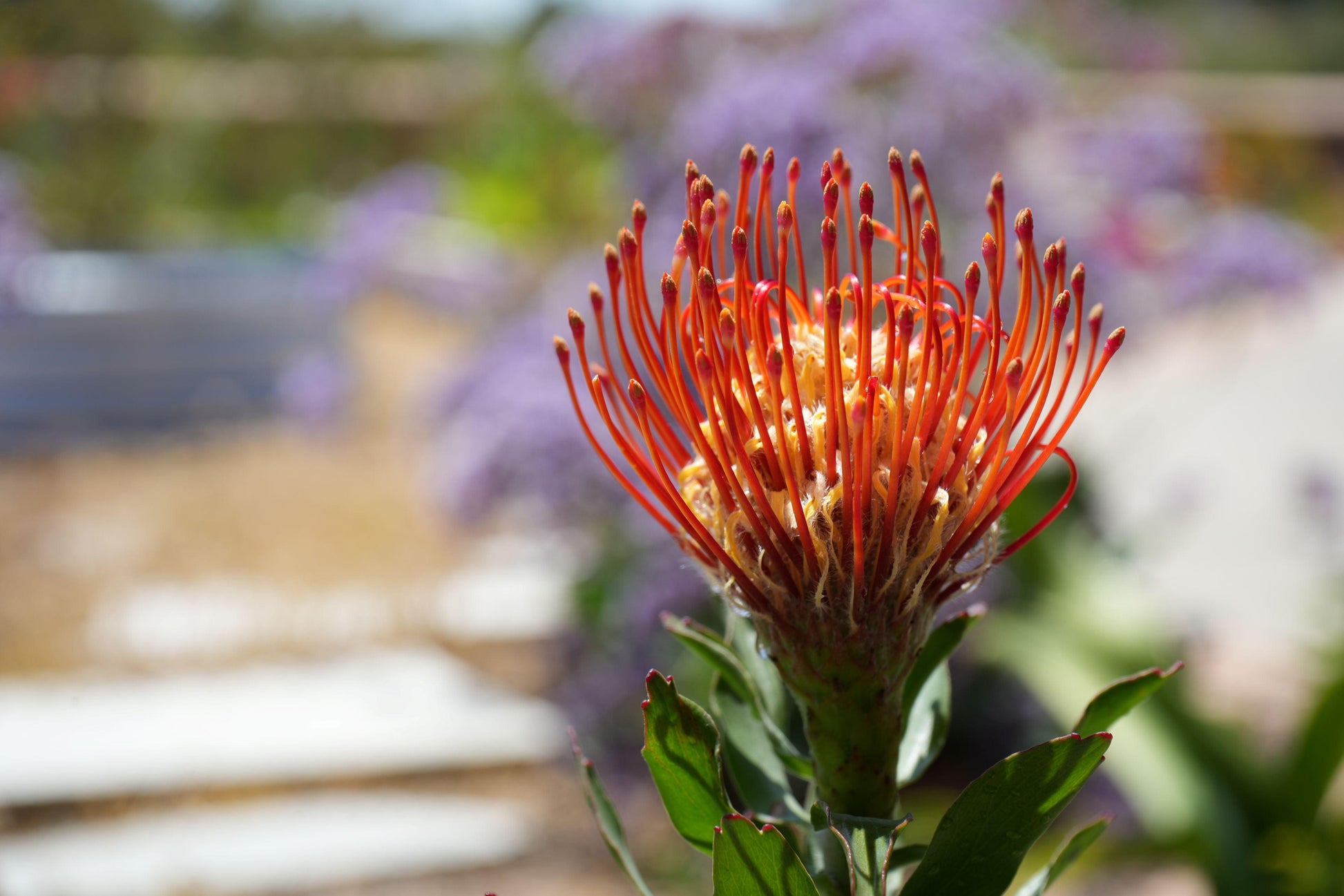 Close-up of vibrant orange Leucospermum flower with green leaves in bright outdoor garden
