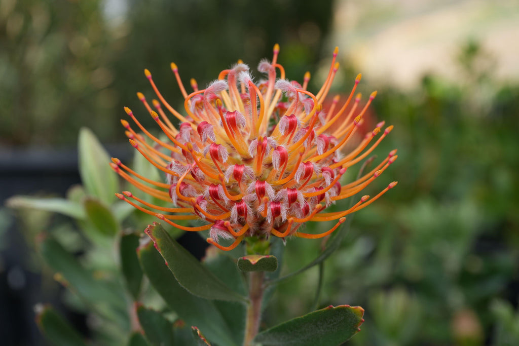 Leucospermum Naomi pincushion protea flower with orange-red blooms outdoors