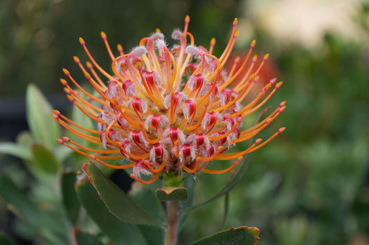 Close-up of vibrant orange and red Leucospermum Naomi flower with green leaves blurred background