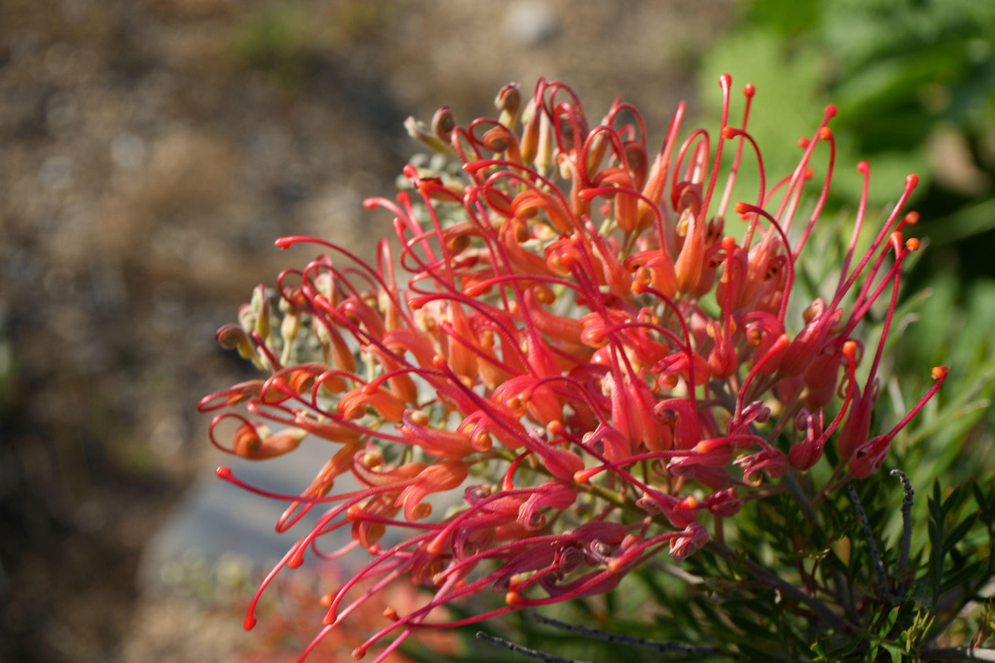 Close-up of vibrant red and orange Grevillea Ned Kelly flowers with green foliage in natural outdoor setting