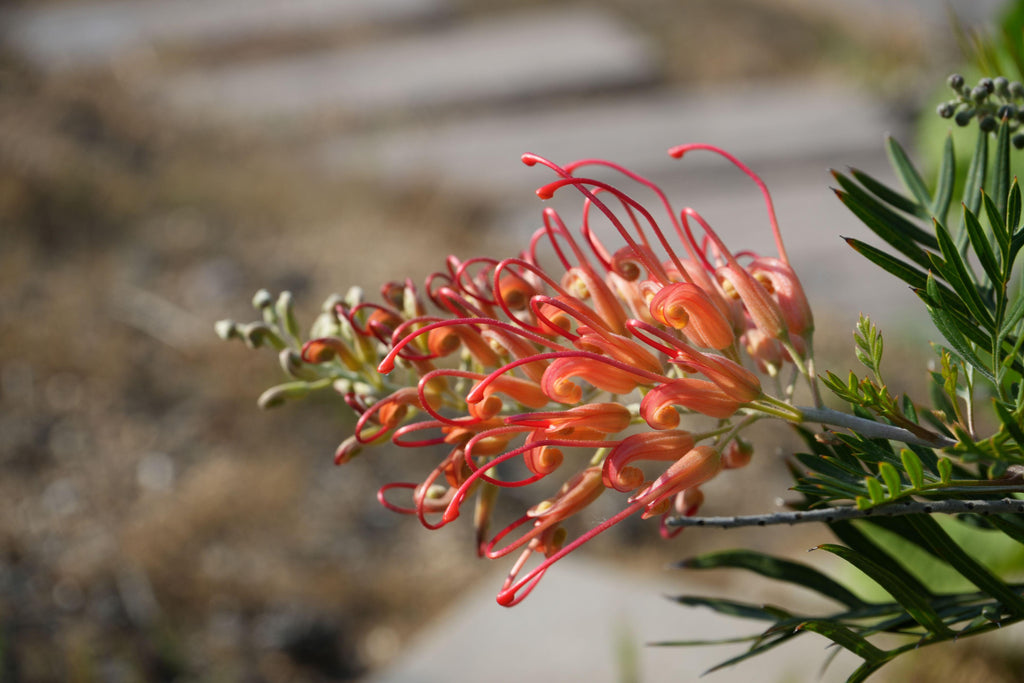 Close-up of Grevillea Ned Kelly orange-red flower with green foliage outdoors