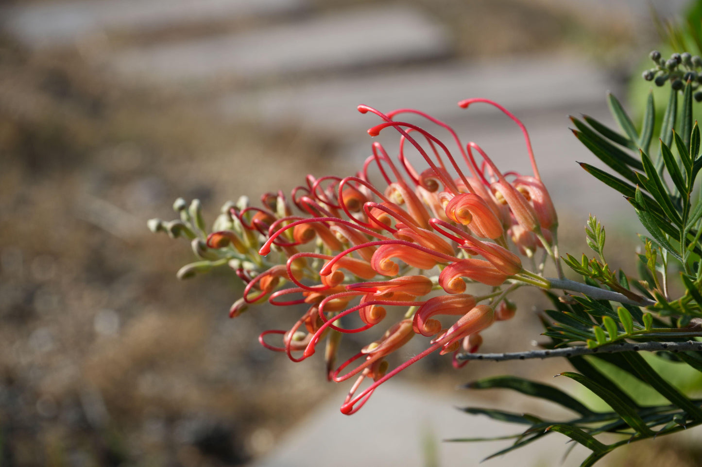 Close-up of orange-red Grevillea Ned Kelly flowers with green foliage and blurred natural background
