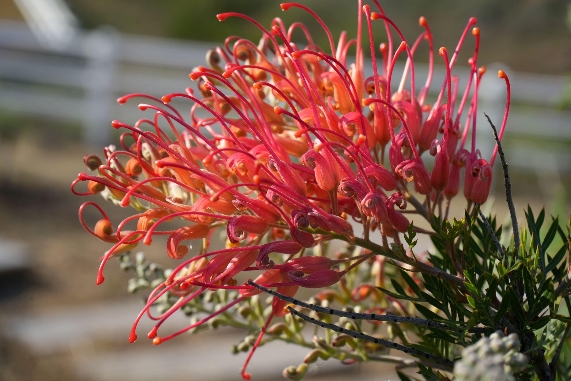 Close-up of vibrant red Grevillea Ned Kelly flowers with green leaves, blurred outdoor background