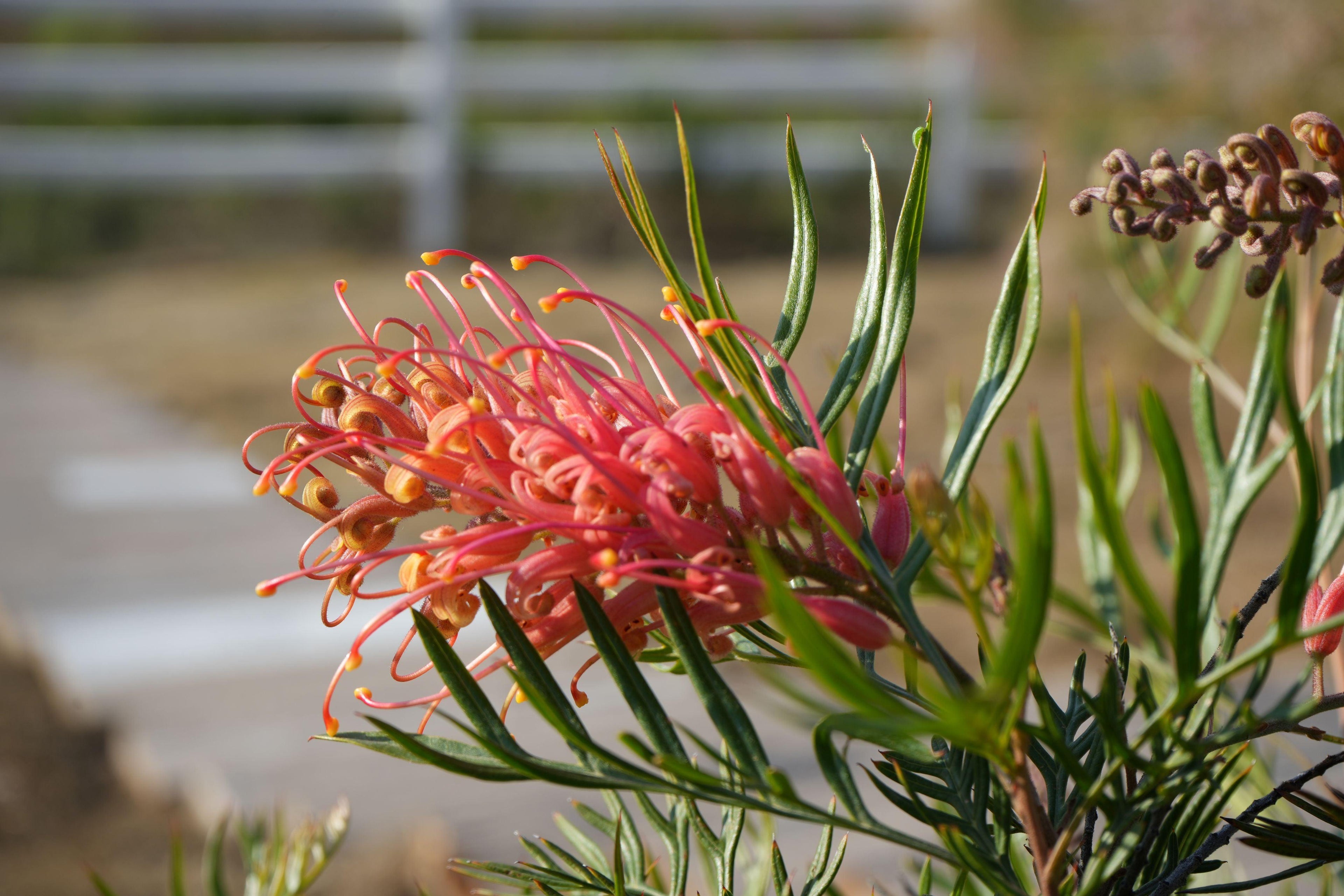 Close-up of Grevillea Ned Kelly plant with vibrant orange-pink flower and green foliage outdoors