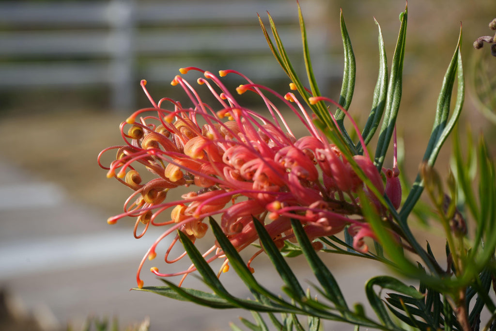 Close-up of Grevillea Ned Kelly flower with vibrant orange-pink curling petals outdoors