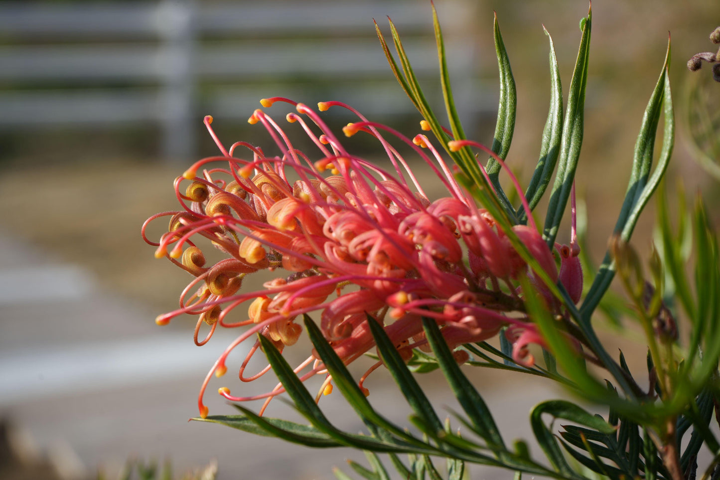 Close-up of vibrant pink and orange Grevillea Ned Kelly flower with green needle-like leaves outdoors