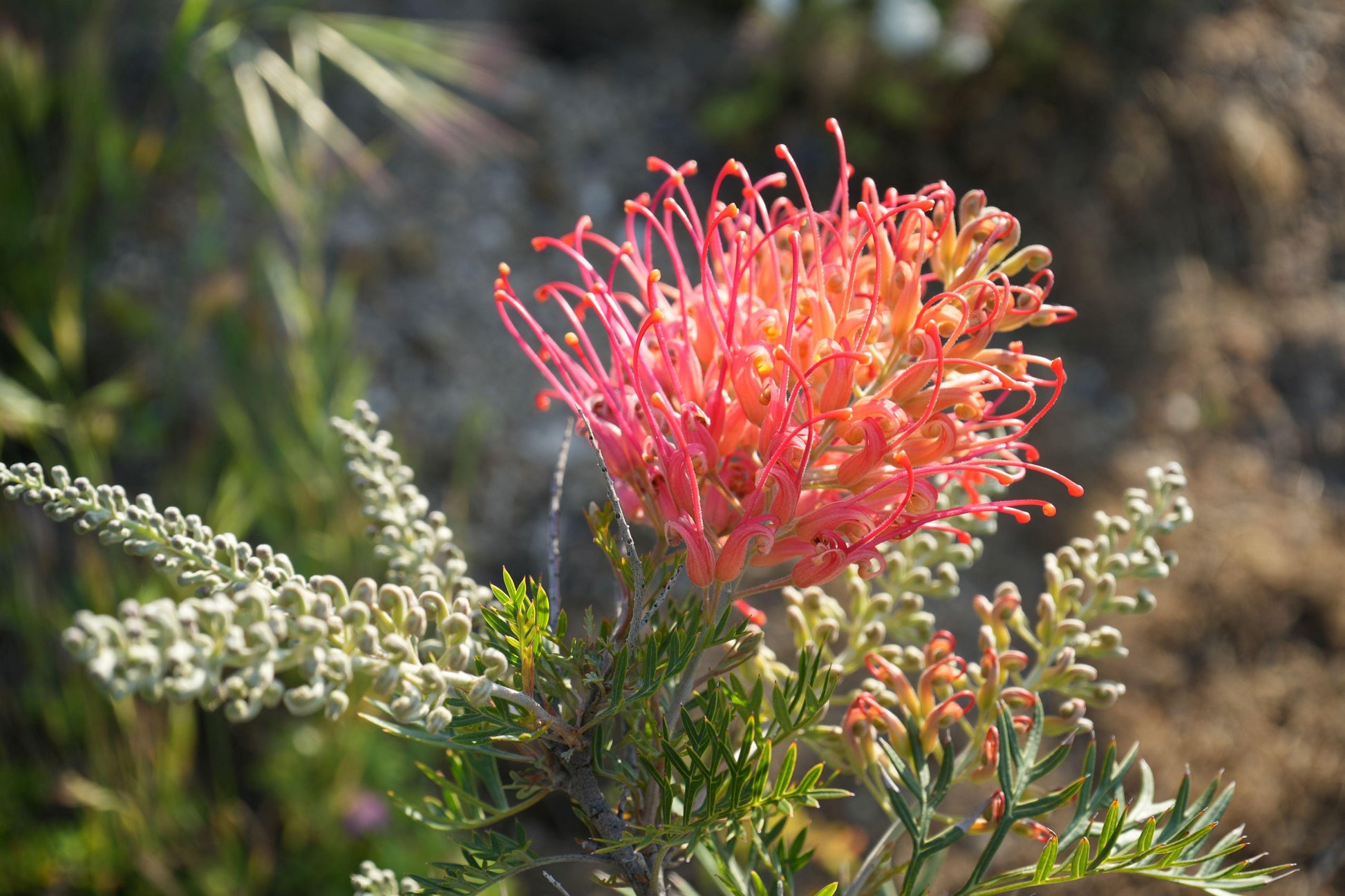 Close-up of a vibrant pink and orange Grevillea Ned Kelly flower with green foliage in natural outdoor setting