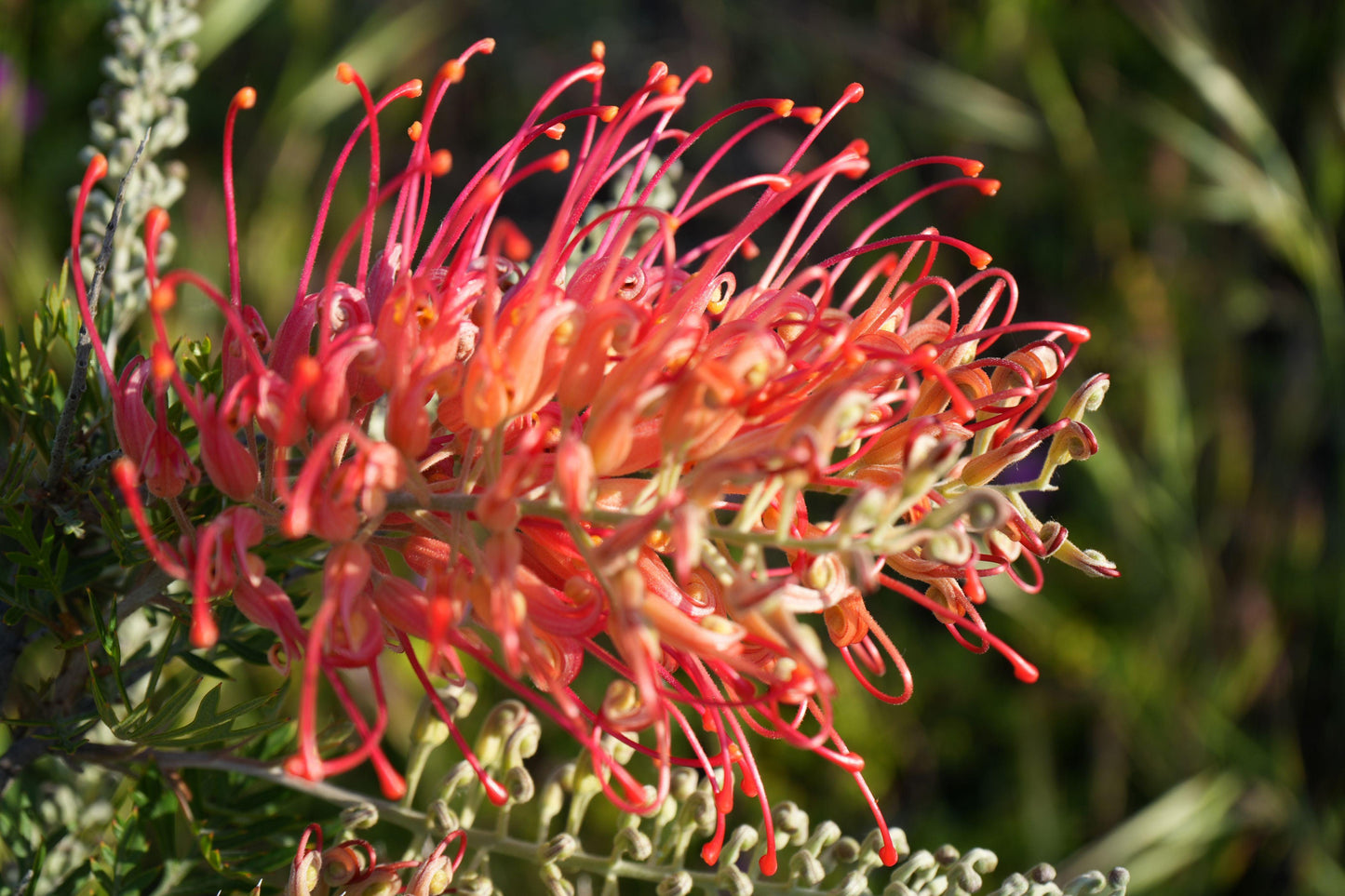Close-up of vibrant red and orange Grevillea Ned Kelly flower with thin curved petals and green foliage