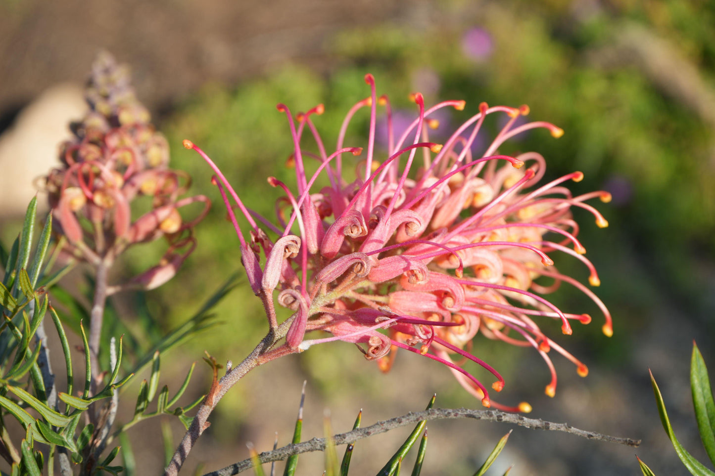 Close-up of pink Grevillea Ned Kelly flowers with elongated curved petals and green foliage
