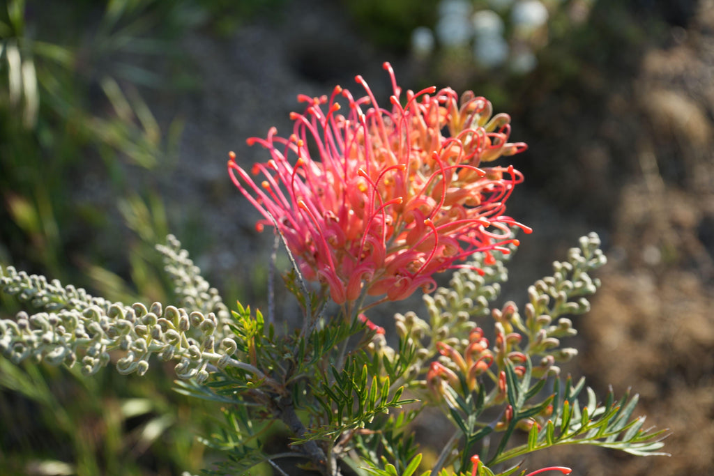 Close-up of Grevillea 'Ned Kelly' flower with orange-pink blooms and green foliage outdoors