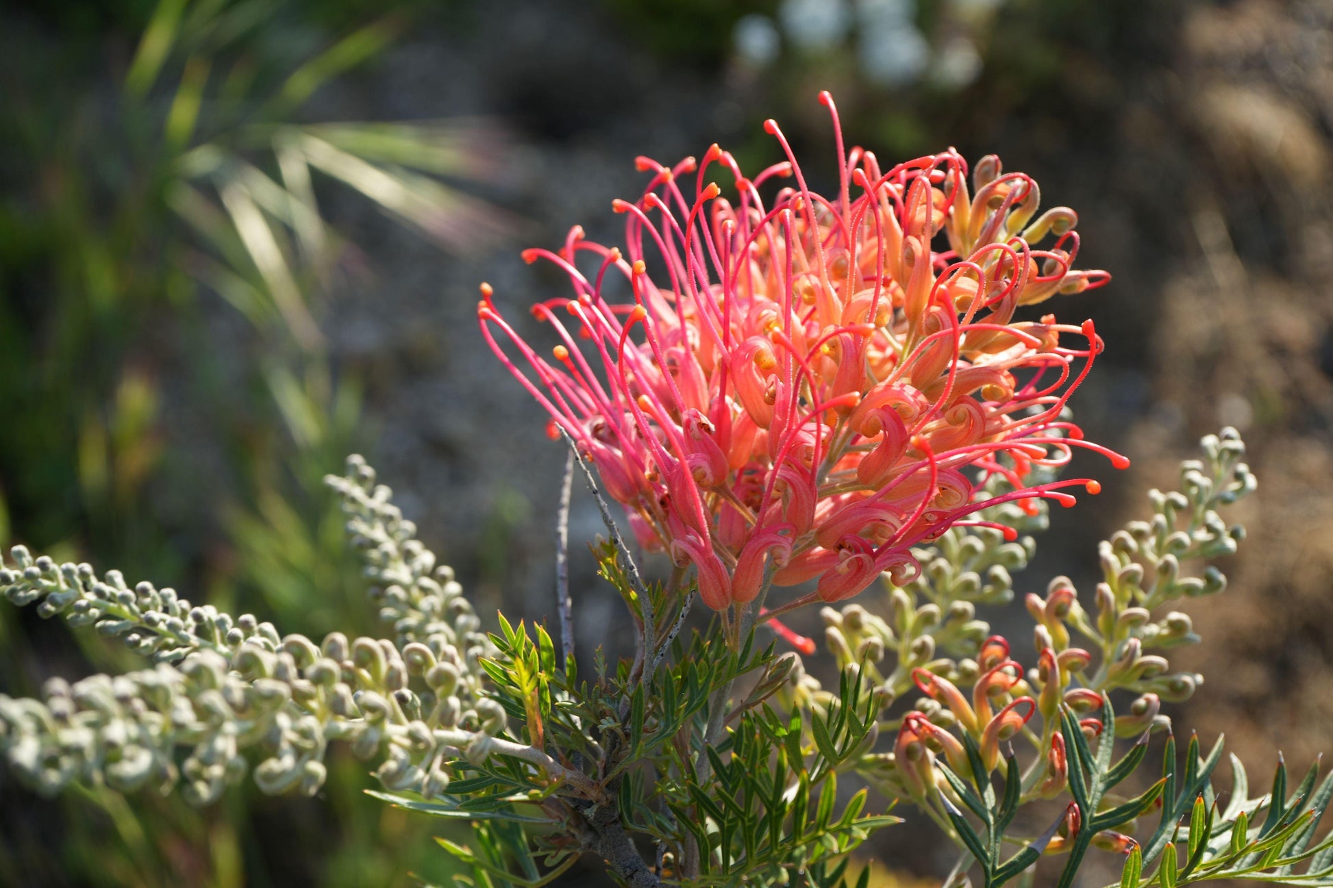Close-up of vibrant pink Grevillea Ned Kelly flower with green leaves in natural outdoor setting