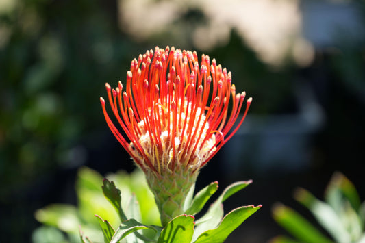 Close-up of vibrant orange and red Leucospermum Jodie Jewel flower with green leaves in sunlight