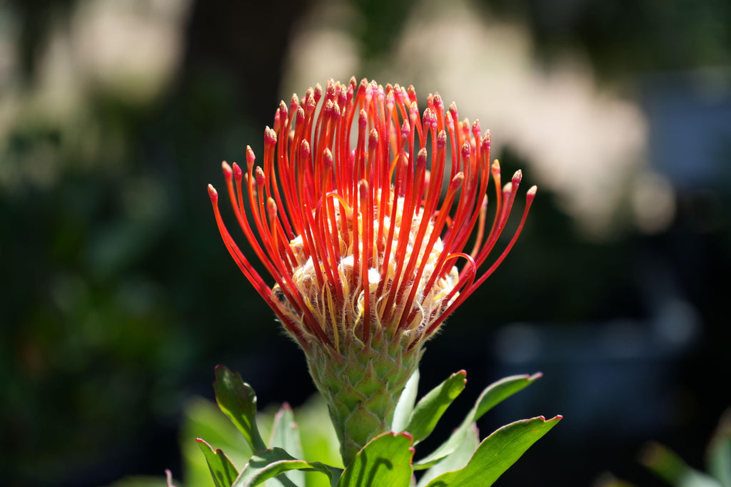Close-up of vibrant orange Leucospermum Jodi Jewel pincushion protea flower outdoors