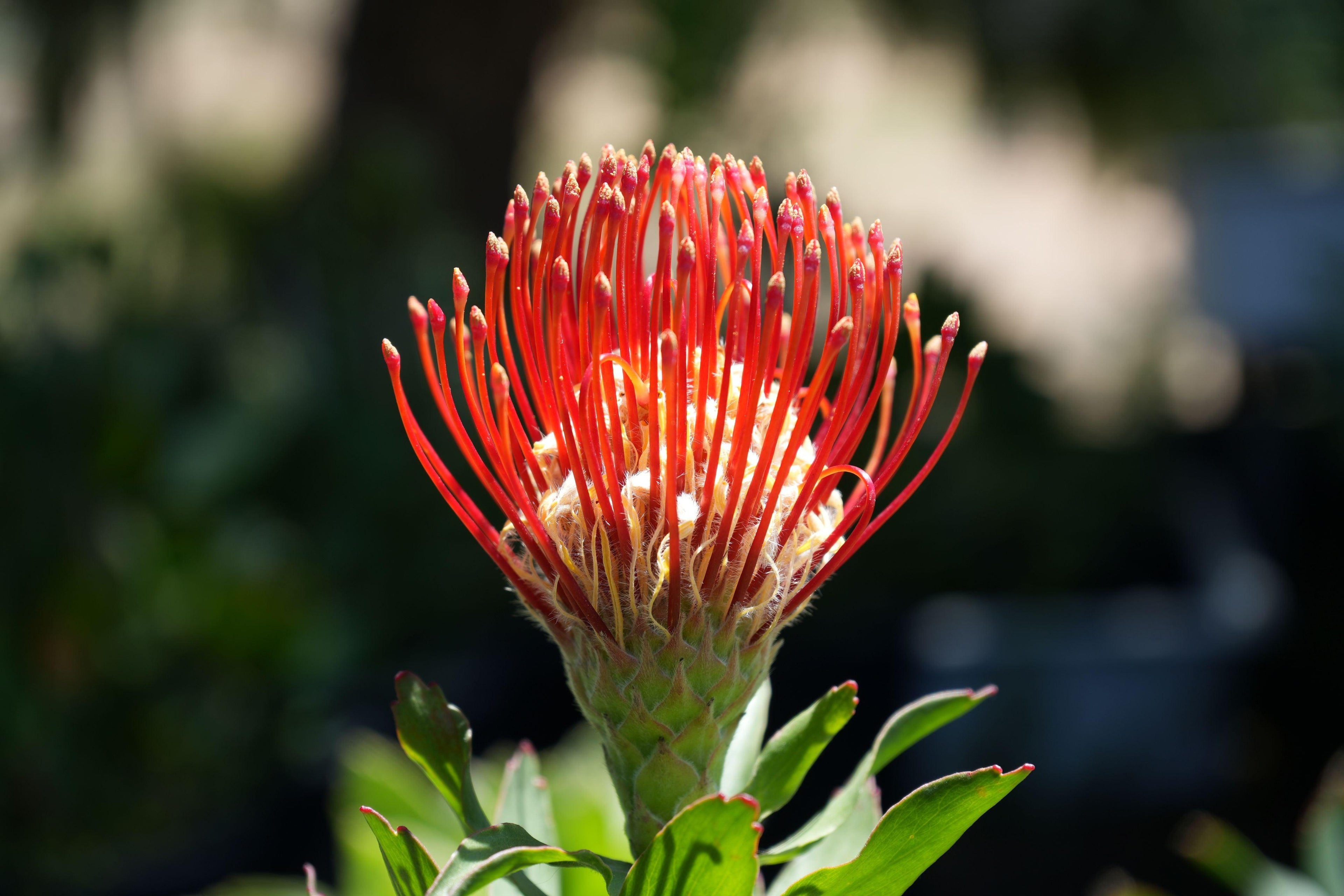 Close-up of vibrant orange Leucospermum Jodi Jewel pincushion protea flower outdoors