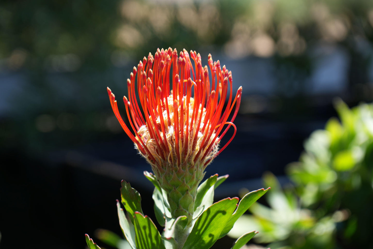 Close-up of a red Leucospermum Jodie Jewel flower with green leaves in sunlight