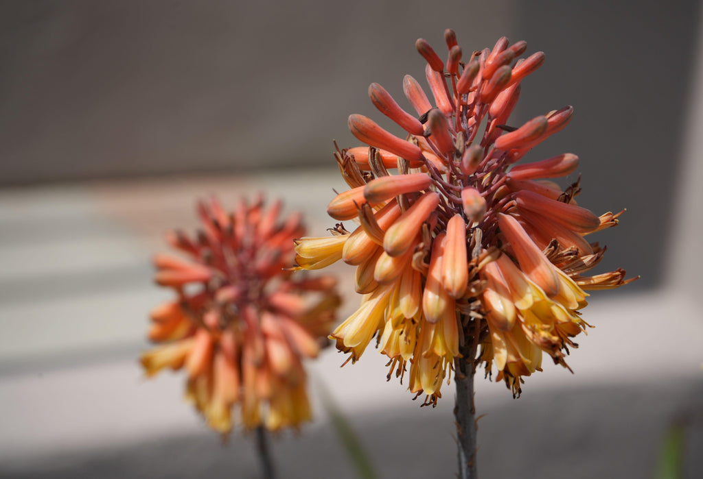 Close-up of Aloe camperi flower with vibrant orange and yellow tubular blooms.