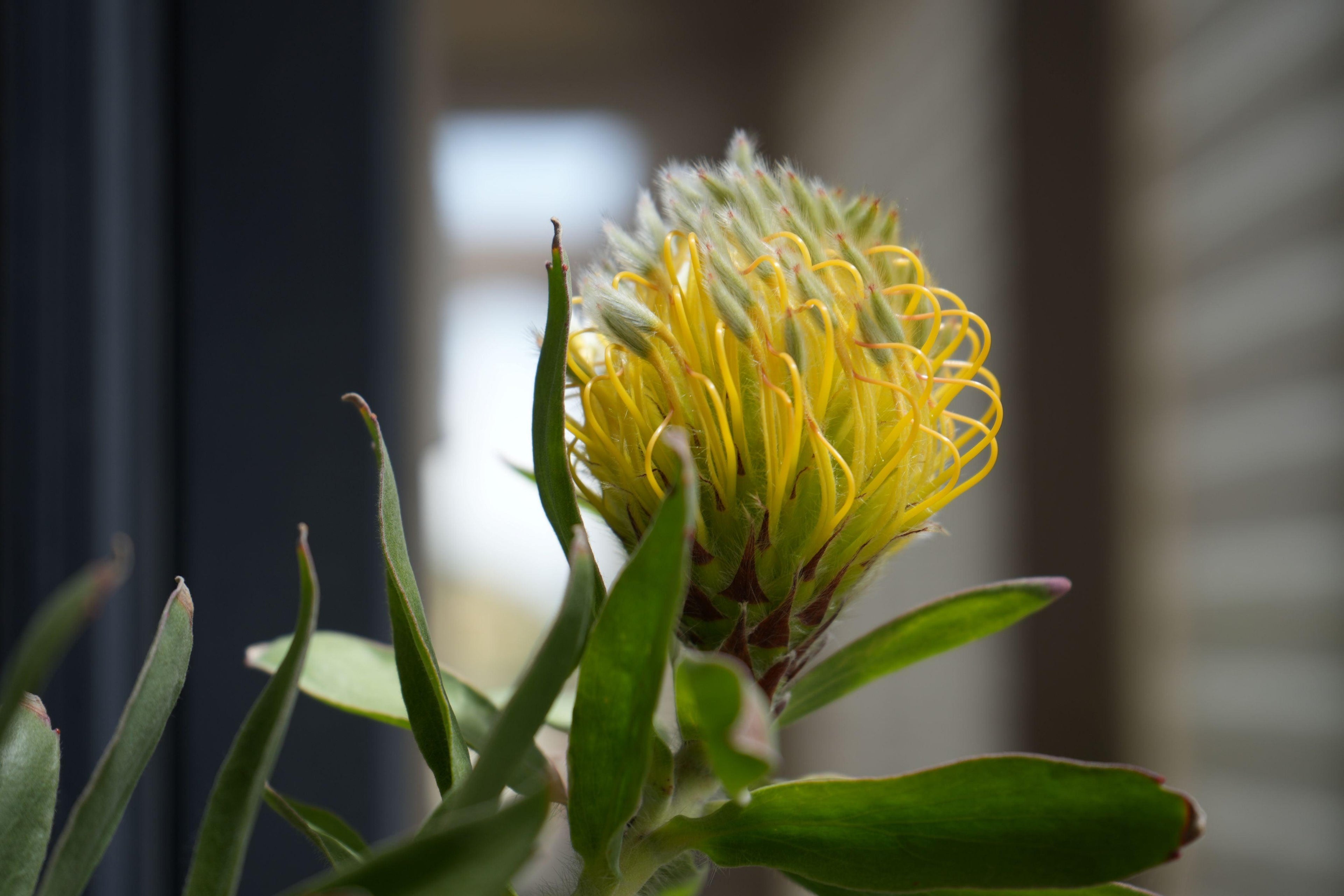 Close-up of Leucospermum gueinzii, a yellow pincushion protea flower with green leaves.