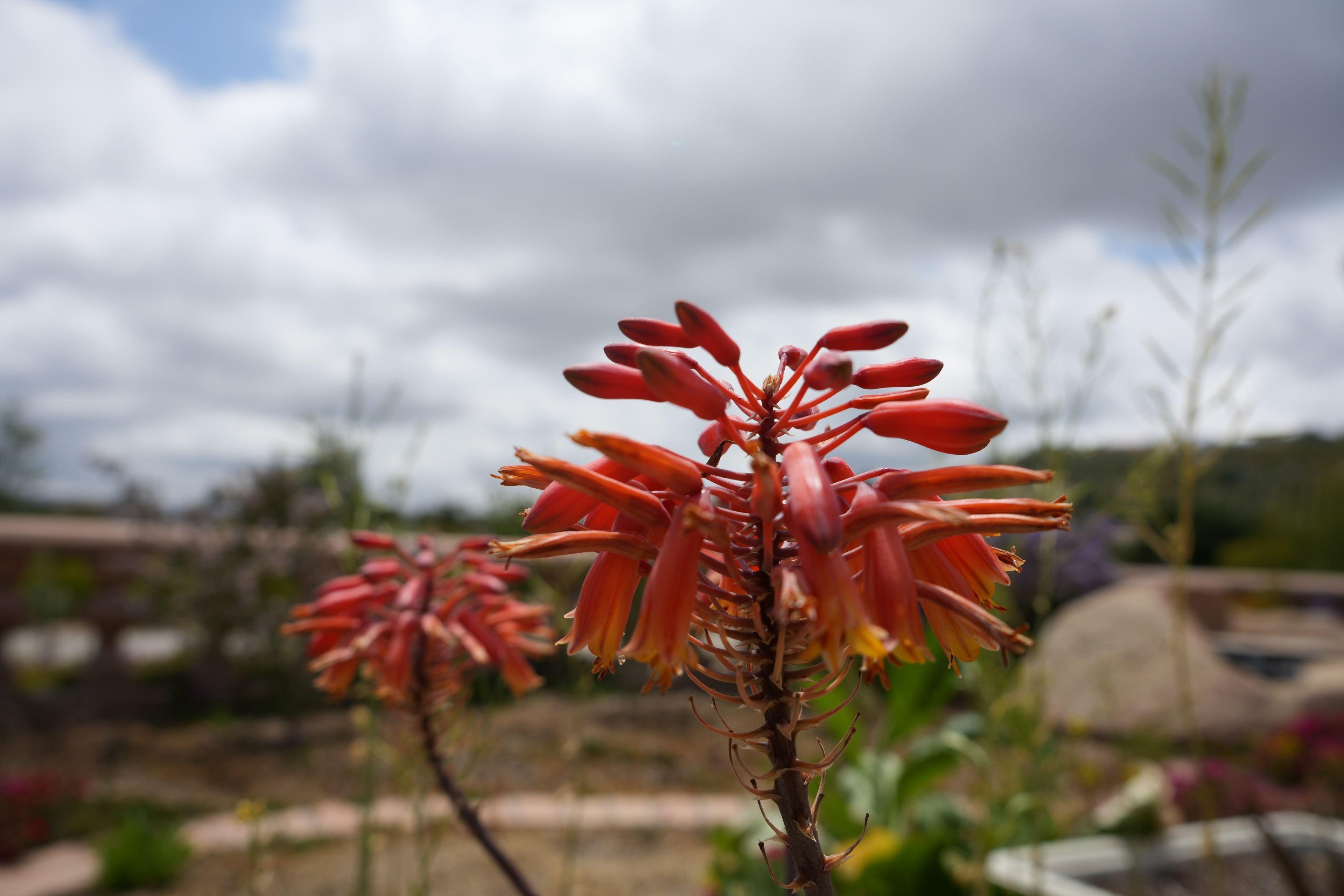 Aloe Rooikappie succulent with vibrant orange-red tubular flowers blooming outdoors