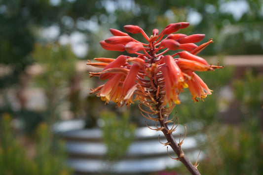 Aloe 'Rooikappie': Dwarf Clumping Aloe with Bright Red Flowers, Compact and Drought-Tolerant