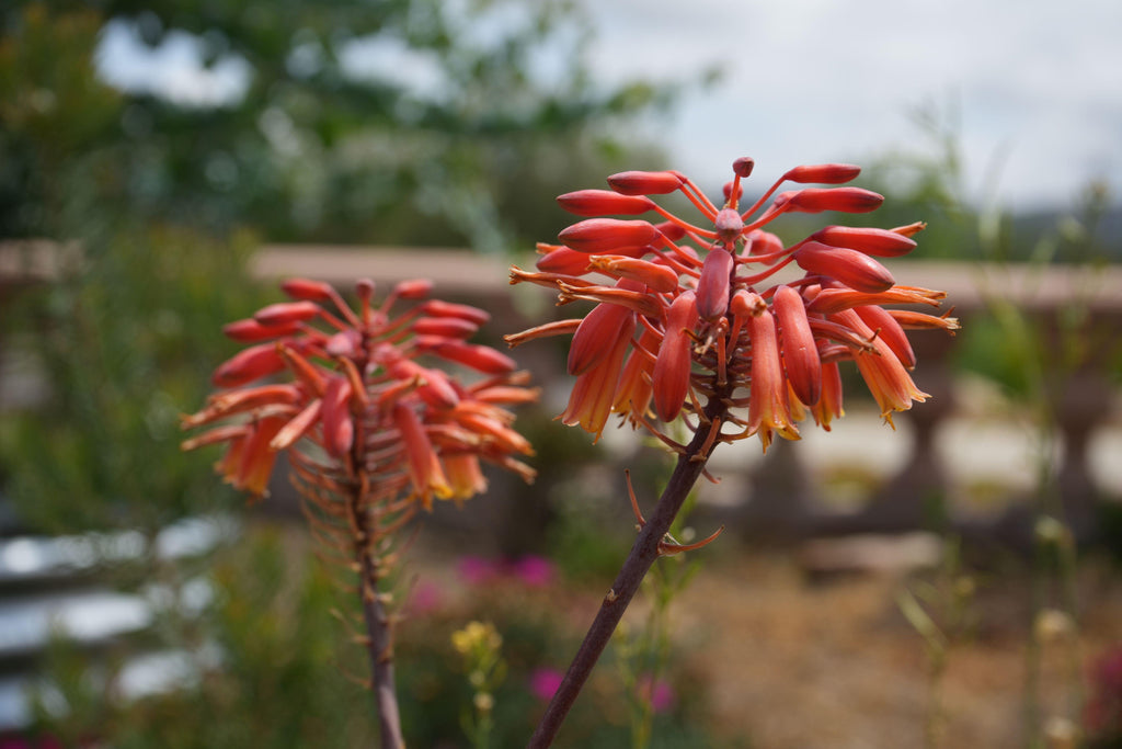Aloe Rooikappie plant with vibrant orange tubular flowers blooming outdoors