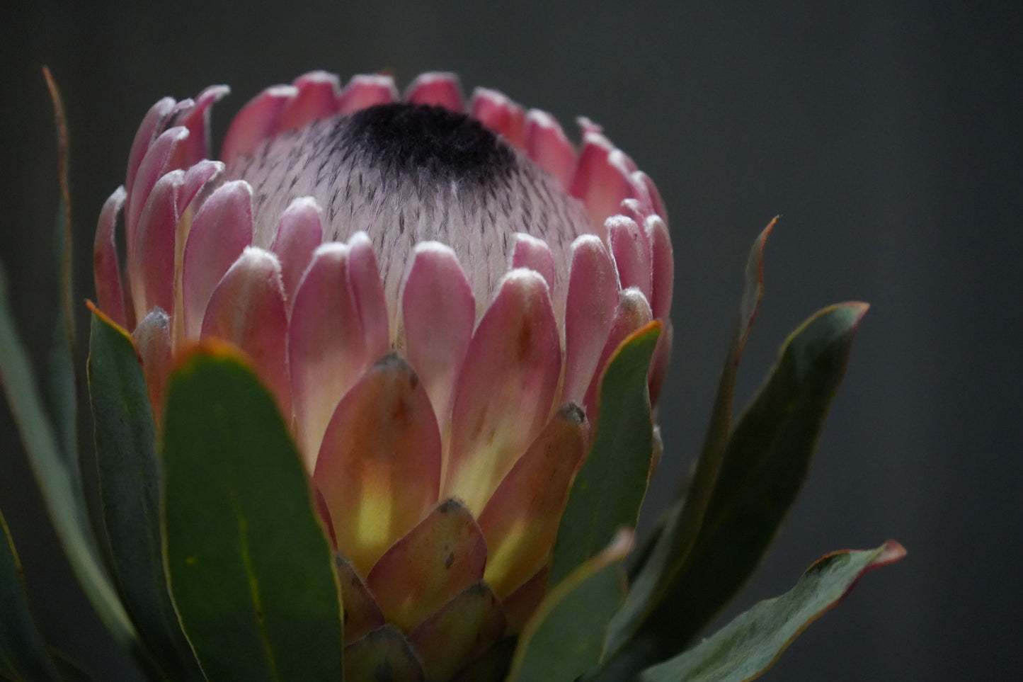 Close-up of pink Protea flower with green leaves against dark background
