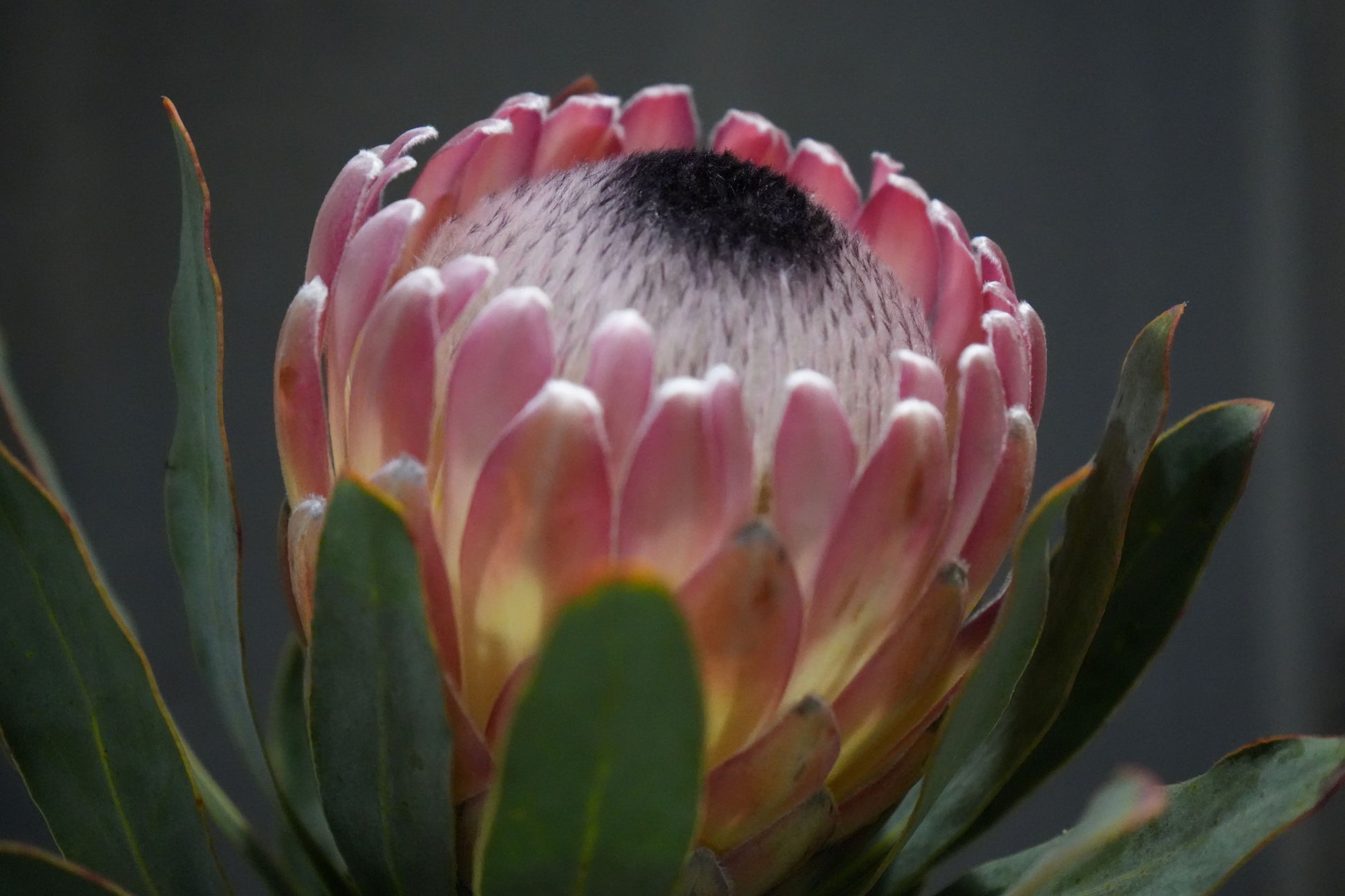 Close-up of a pink Protea Susara flower with green leaves and a soft dark background