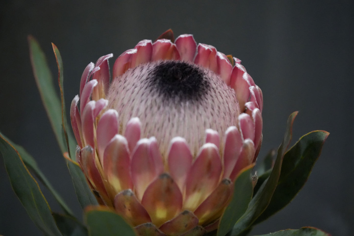 Close-up of a pink protea flower with fuzzy black center and green leaves on dark background