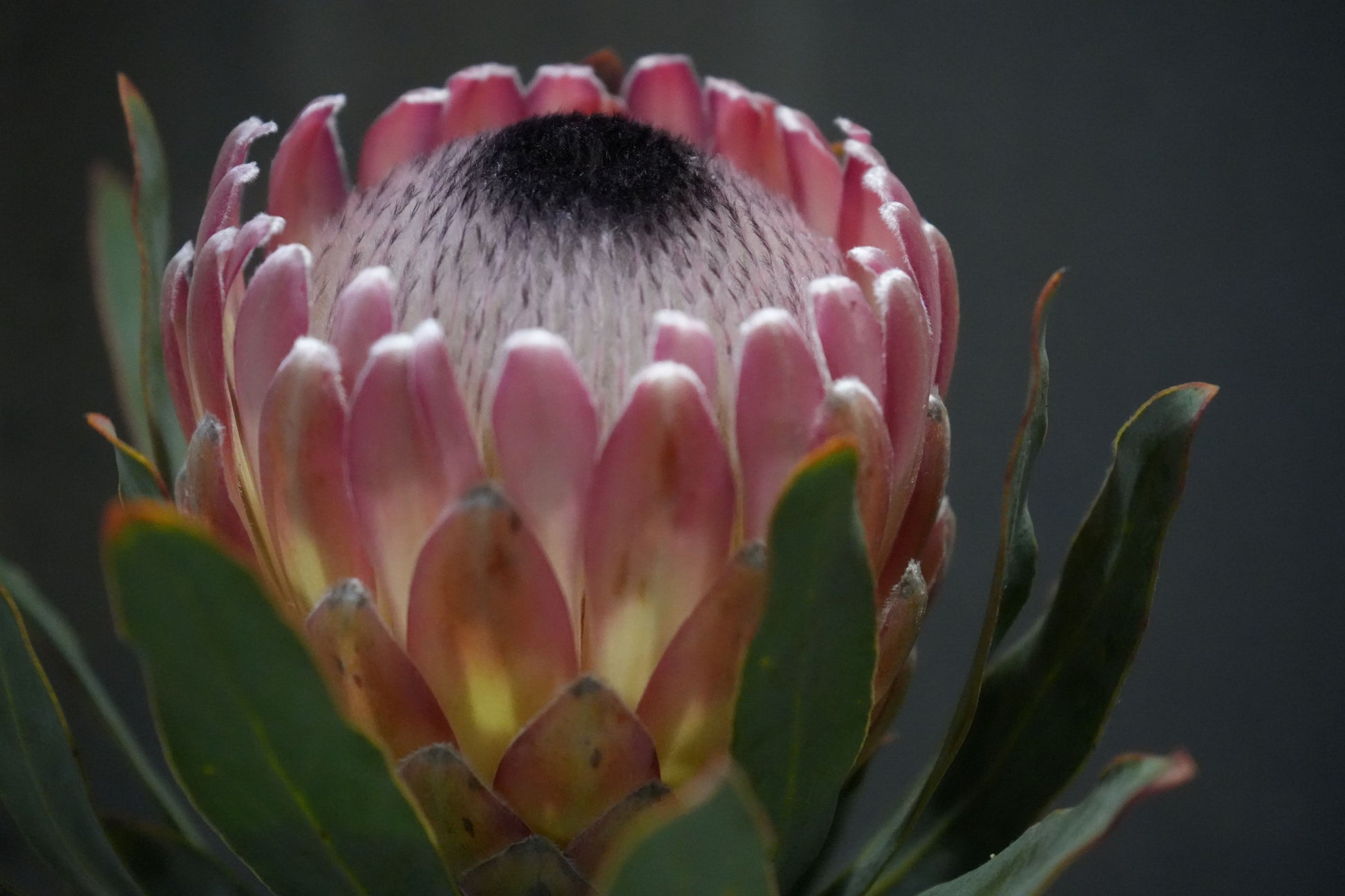 Close-up of pink protea flower with dark center and green leaves on dark background