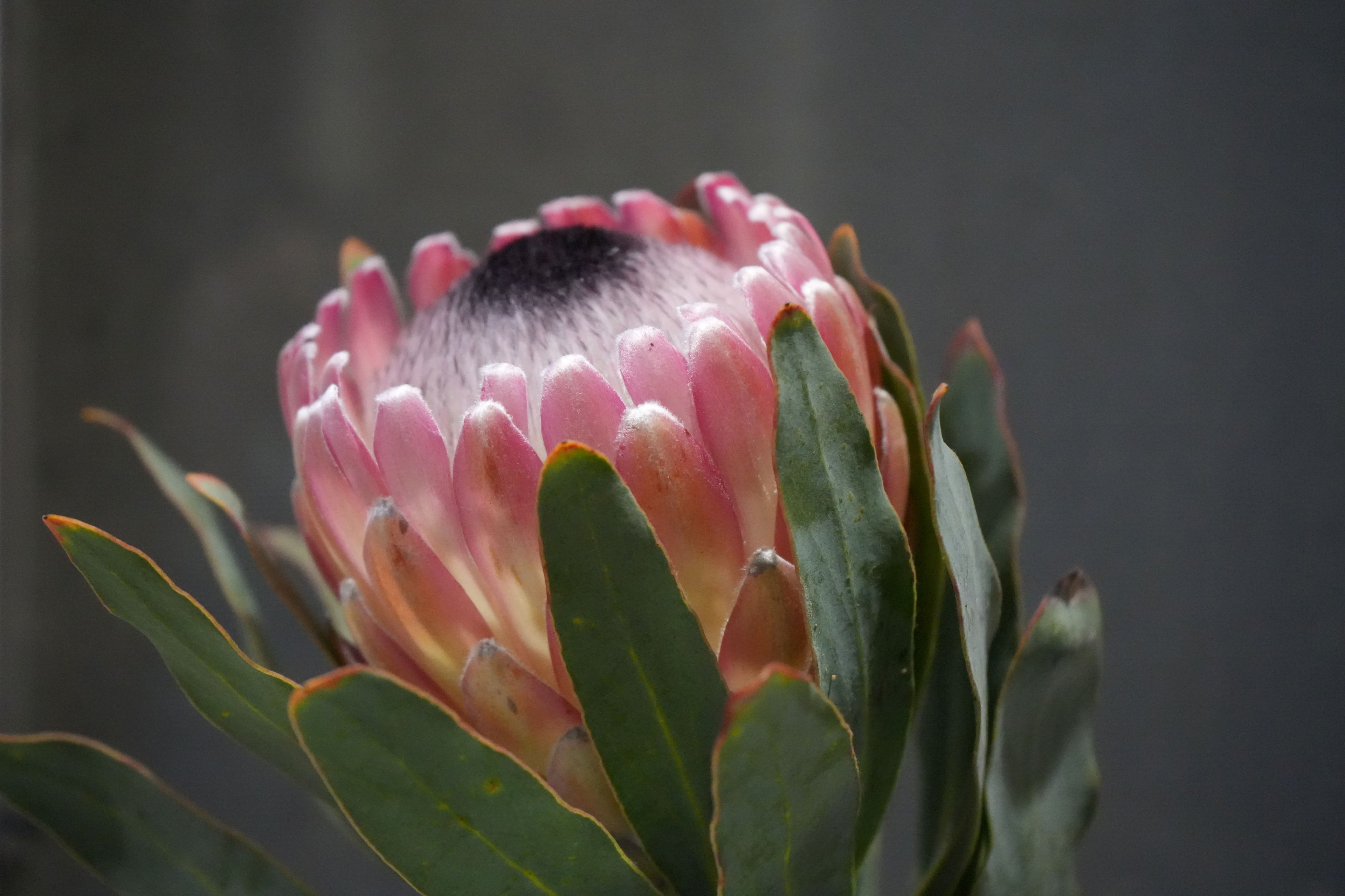 Close-up of pink protea flower bud with green leaves against gray background