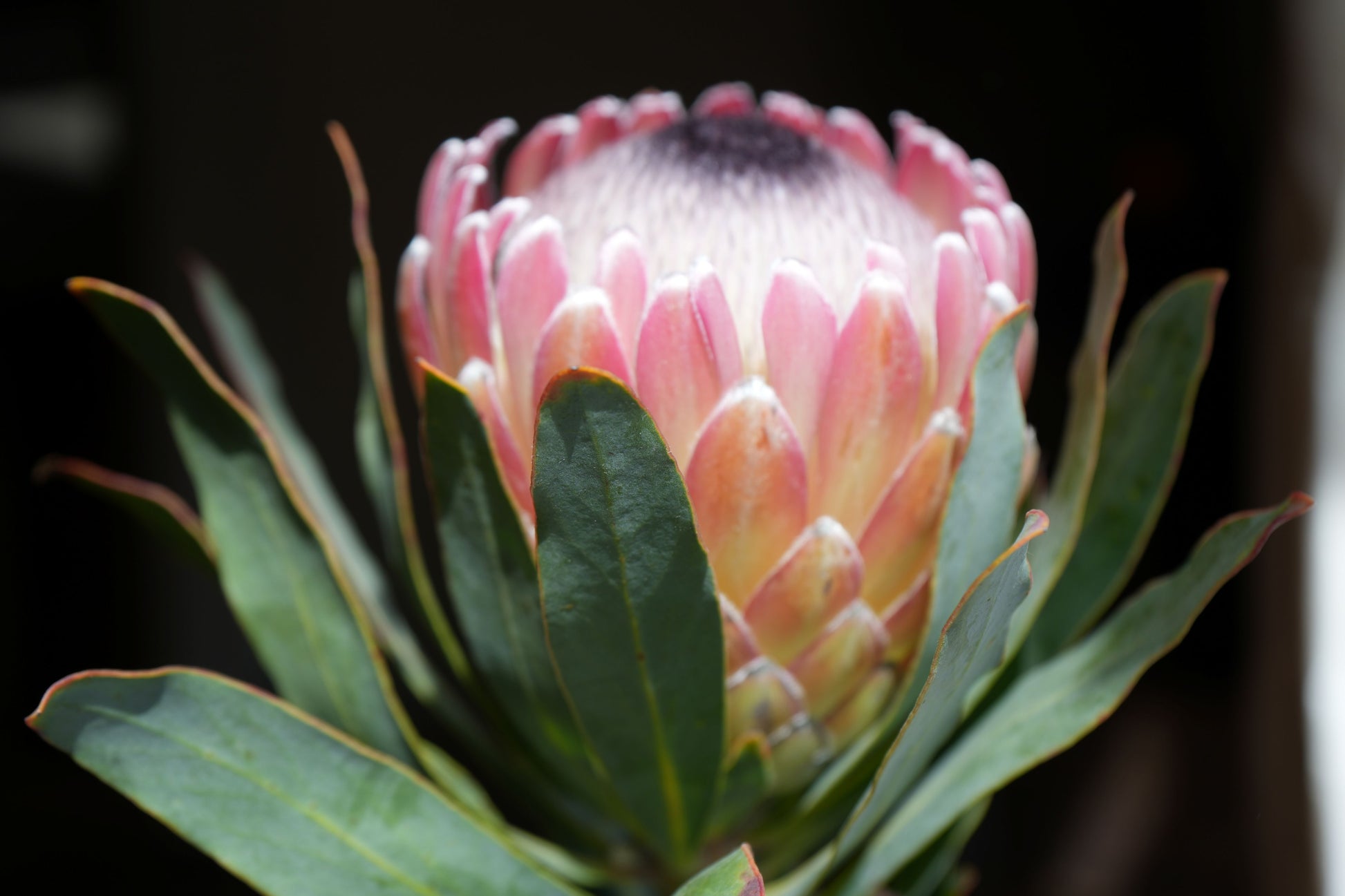 Close-up of a pink Protea Susara flower with green leaves against a dark background